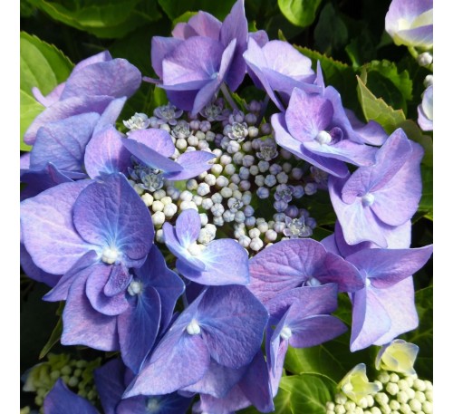 Гортензия крупнолистная Блаумайзе (Blaumeise) С2; 3 года